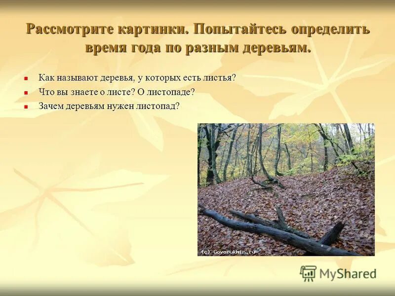 зачем нужен листопад. зачем нужен листопад. зачем нужен листопад. зачем деревья сбрасывают листья. почему в природе происходит листопад.