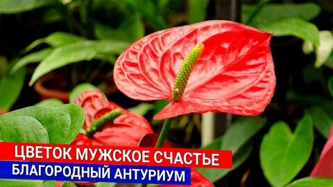 Цветок мужское счастье название по научному