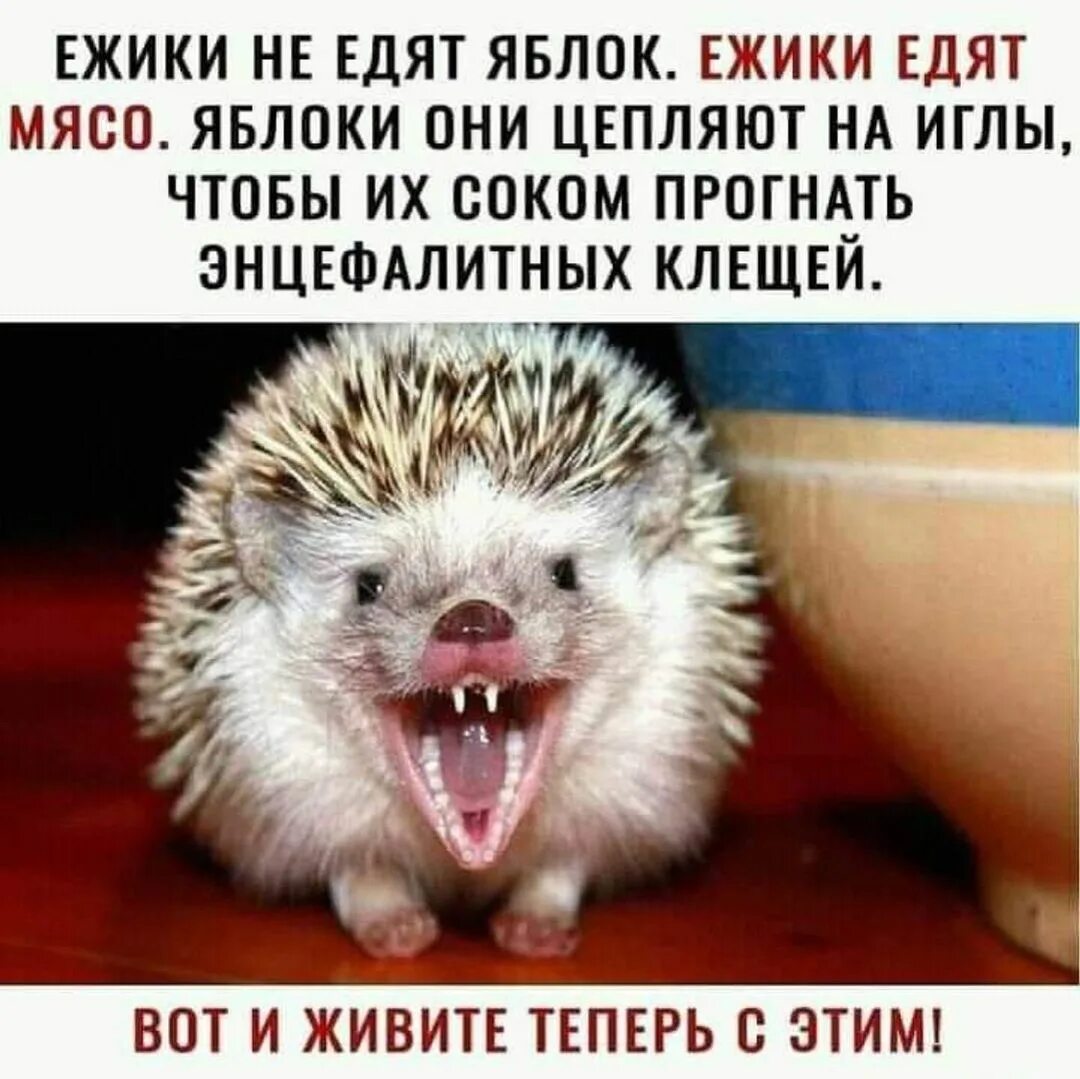 Ежик есть яблоко