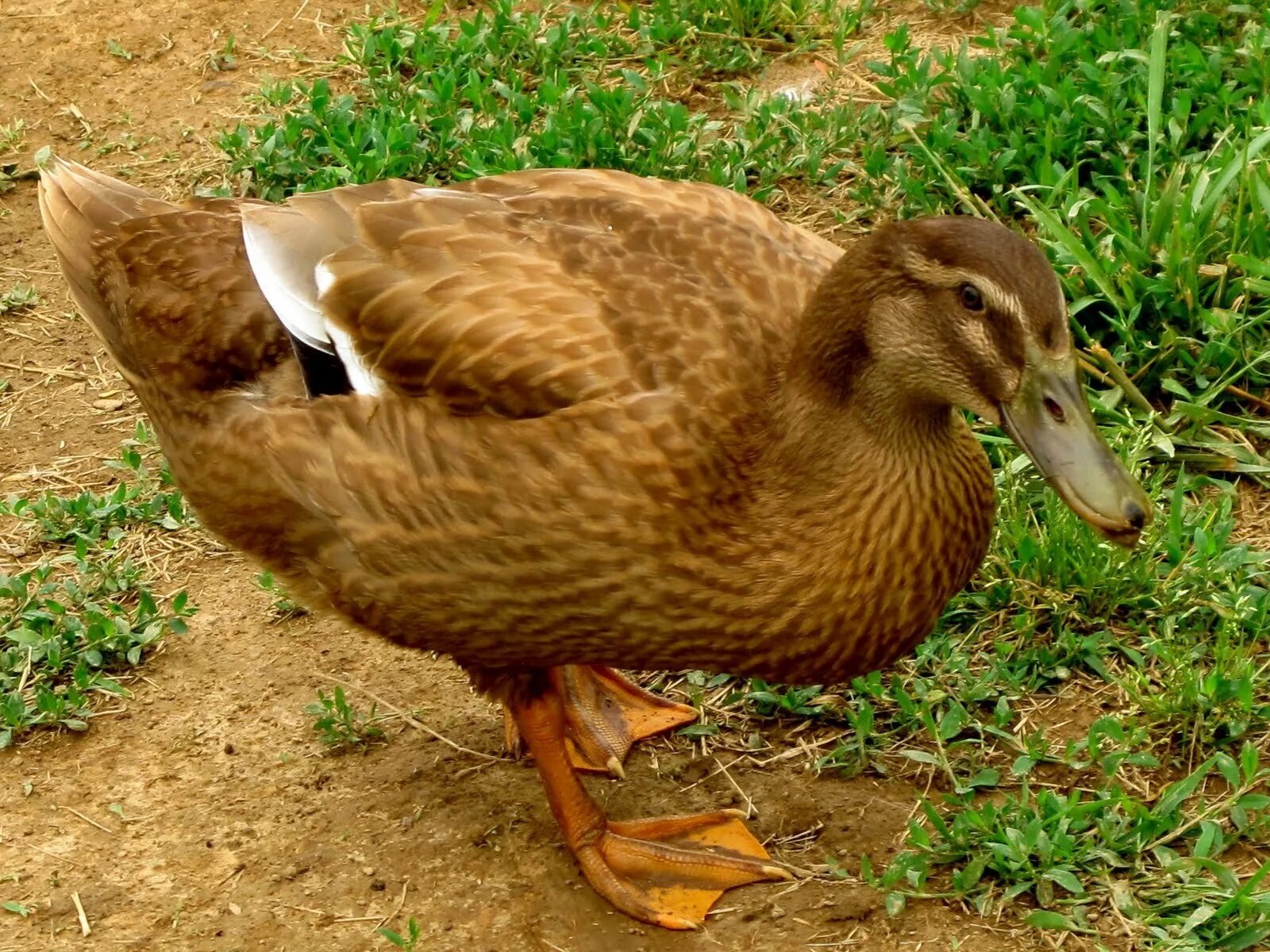 Утки сплезнь кортчн. Бурая кряква. Утки породы хаки кэмпбелл. Болотный нырок. Дикие утки огарь.