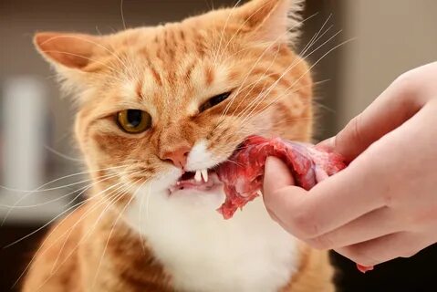 Кот грызет корм