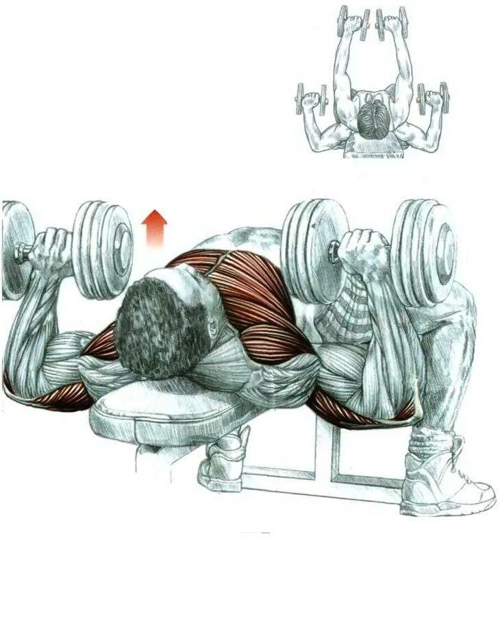 Жим гантелей вверх сидя. Разводка гантелей на скамье 90 градусов. Жим гантелей лежа параллельным хватом. Упражнение жим гантели. Жим арнольда на плечи.
