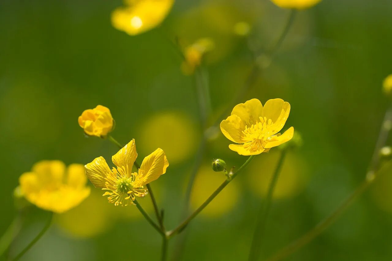 Poisonous flower. Лютик цветок желтый. Лютик клубненосный. Лютик полевой. Лютик едкий.