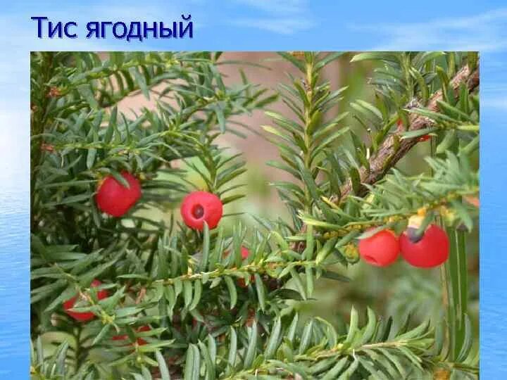 Тис тюмень сайт. Taxus baccata Anna. Тисс ягодный чай. Тис остроконечный densa. Тис ягодный Anna.