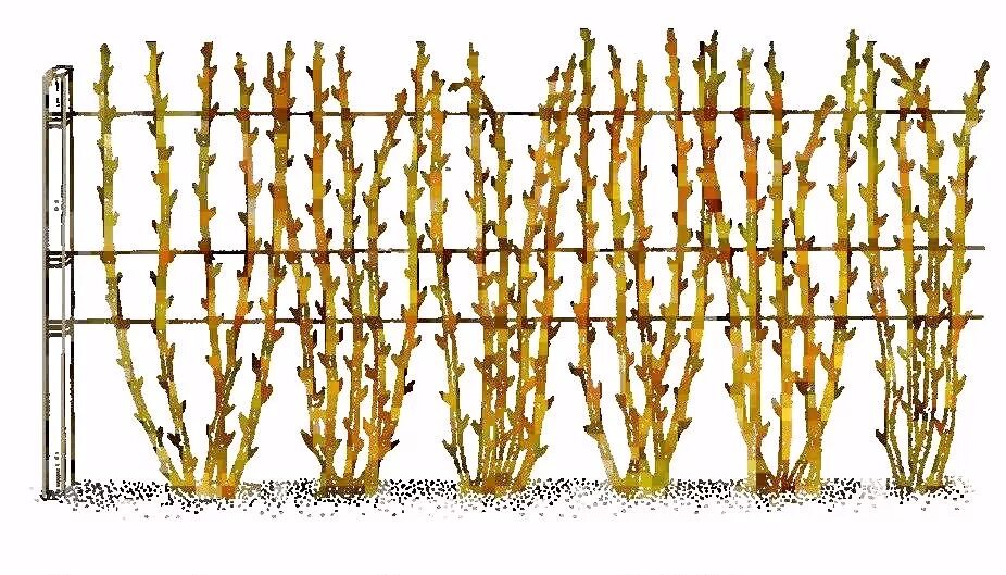 Как подвязать малину правильно легко быстро. Подвязка ремонтантной малины. Шпалерный метод подвязки малины. Шпалерная подвязка малины. Подвязка малины на шпалере.