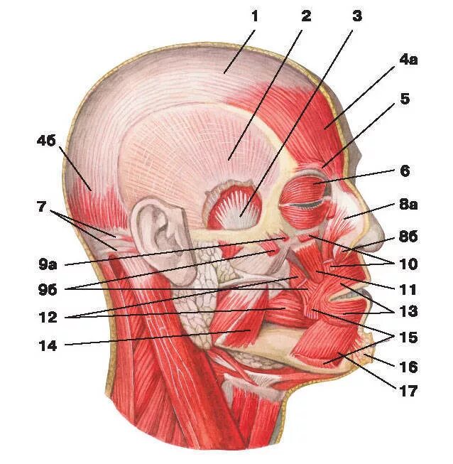 Мимические и жевательные мышцы головы анатомия. Мимические мышцы анатомия человека. Фасции лица и шеи анатомия. Мышцы лица жевательные человека анатомия. Мышцы артикуляции