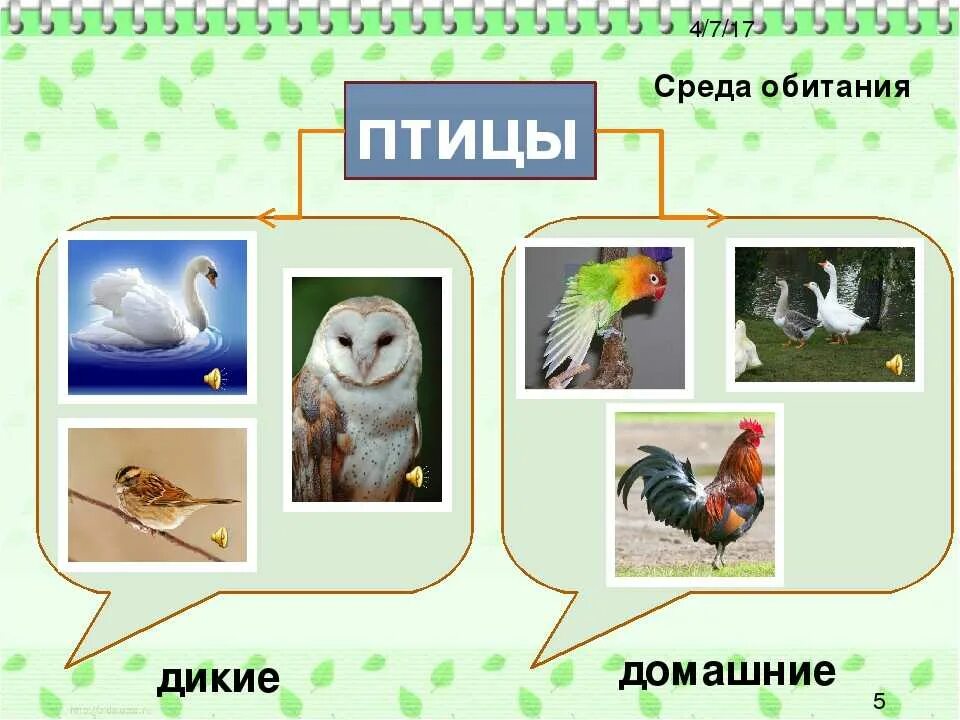 Обитание птиц. Птицы по среде обитания. Птицы разных сред обитания. Основная среда обитания птиц.