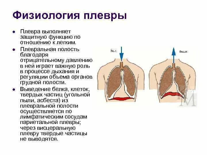 Органы плевральной полости. Плевра строение и функции. Плевральная полость функции. Плевральная полость утолщение. Анатомия и физиология плевры.