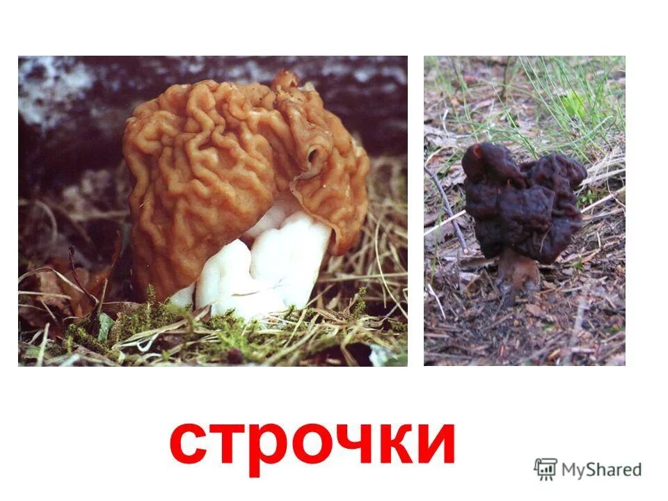 Заходер сморчки