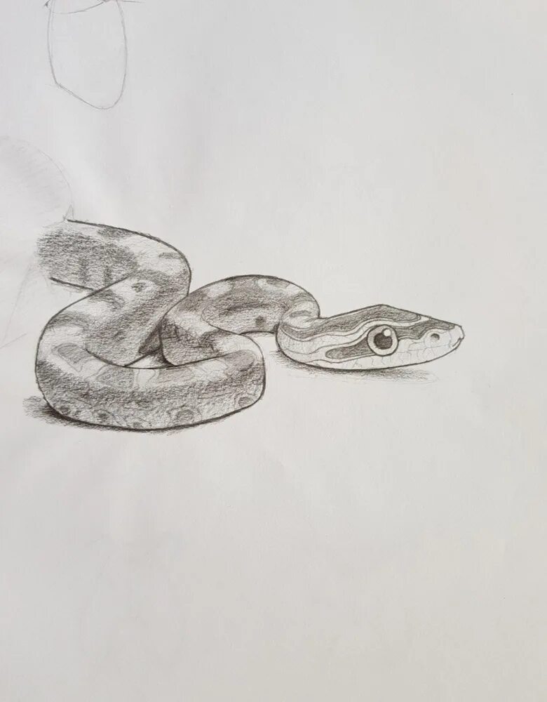 Змейка для начинающих. Змея рисунок. Змея карандашом. Змеи для срисовки. Змея рисунок карандашом для срисовки легкий.