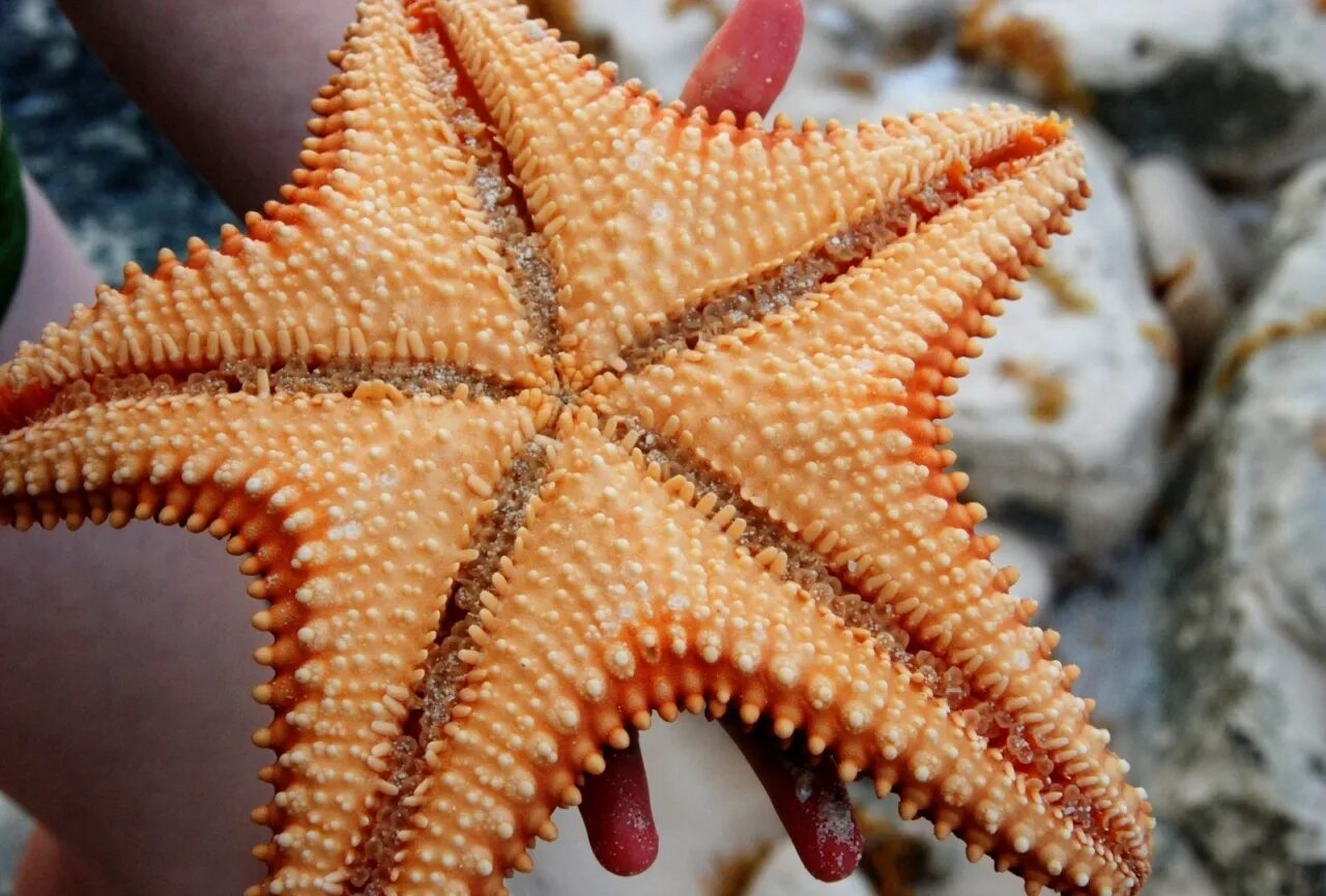 Иглокожие морские звезды. Шестиконечная морская звезда. Радиальная симметрия иглокожих. Морская звезда Lunckia Columbiae. День морской звезды
