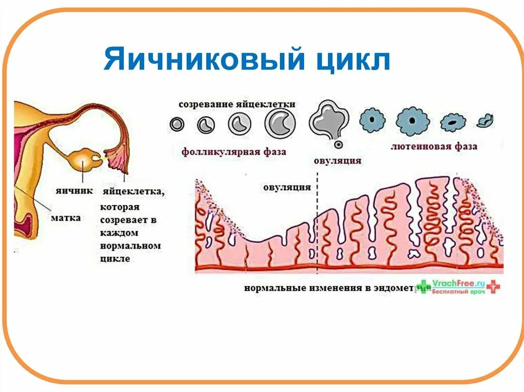 Фолликулярная овуляция. Яичниковый цикл и маточный цикл. Схема маточного и яичникового цикла. Яичниковая фаза менструационного цикла. Фазы яичникового цикла таблица.