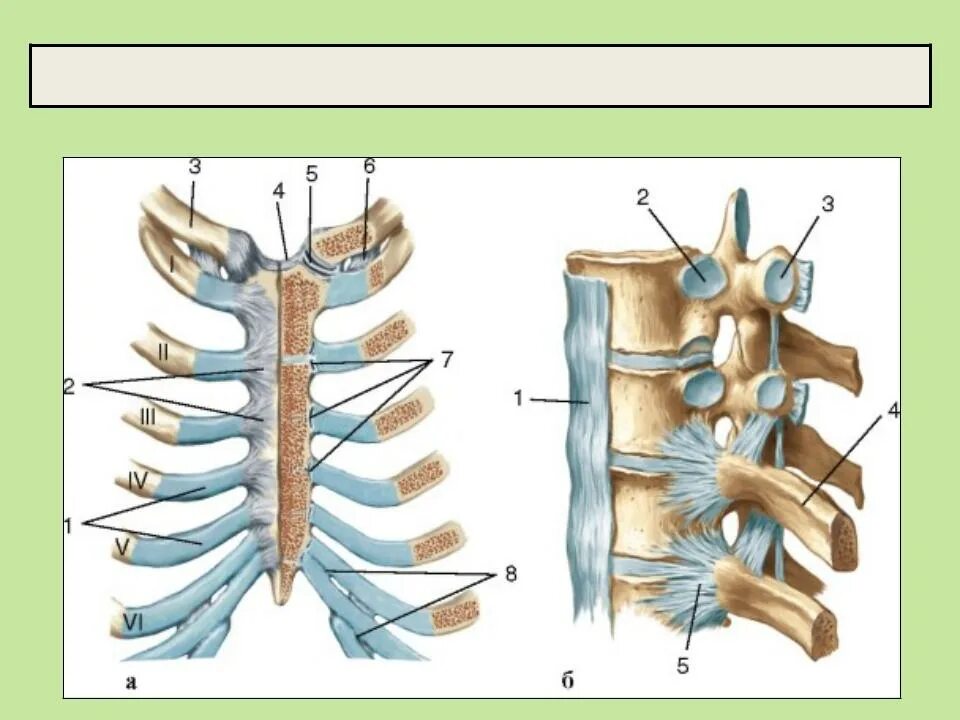 Неподвижные соединения ребер. Грудино реберный сустав. Анатомия реберно позвоночных суставов. Реберно грудинное сочленение анатомия. Соединение грудных позвонков с ребрами.