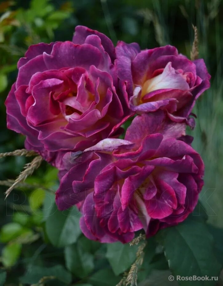 роза мечта. Lambada сорт роза. розы вашей мечты отзывы. ист парк east park роза. розы вашей мечты.