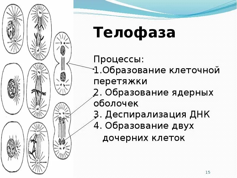 Телофаза процессы. Образование дочерних клеток. Однохроматидные дочерние клетки. Телофаза мейоза 1 хромосомы однохроматидные. Дочерних клетках любого организма при митозе образуется