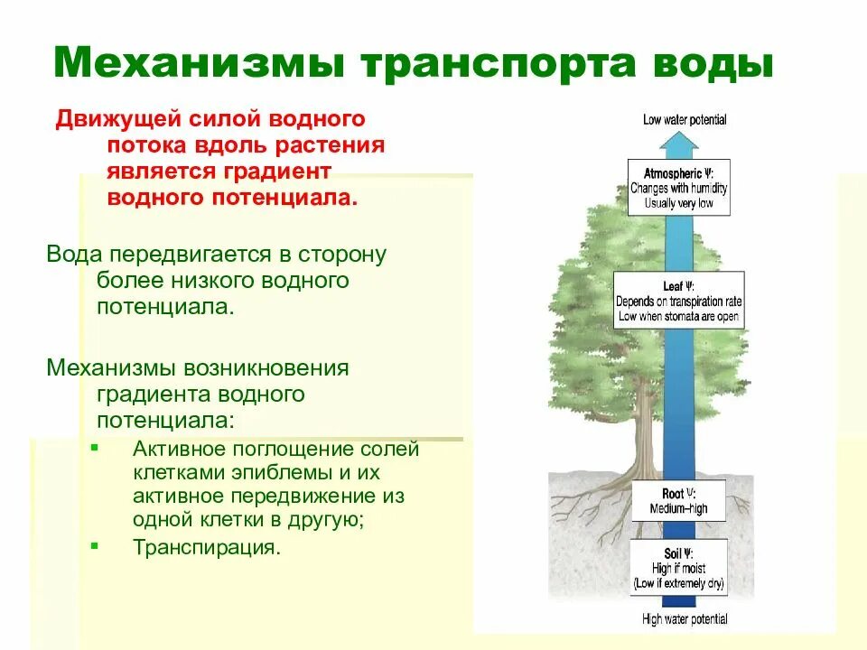 От какого фактора зависит поглощение воды растением. Механизмы передвижения воды по растению. Водный обмен растений. Механизм движения воды по растению. Движение воды по растению схема.