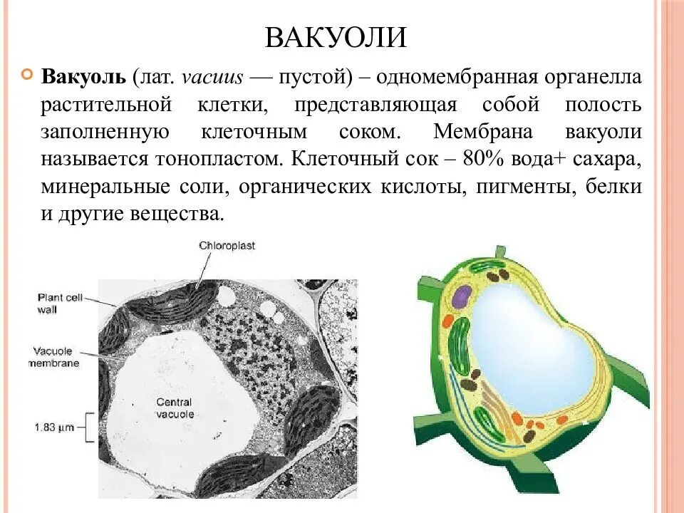 Какие вакуоли в растительной клетке