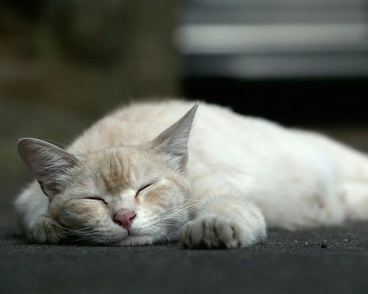 Сплю на новом месте приснись жених невесте картинки. Сон на новом месте. Приснился сон будто на дворе лето 2021 в мире пандемия. На новом месте приснись жених невесте. На новом месте приснись.