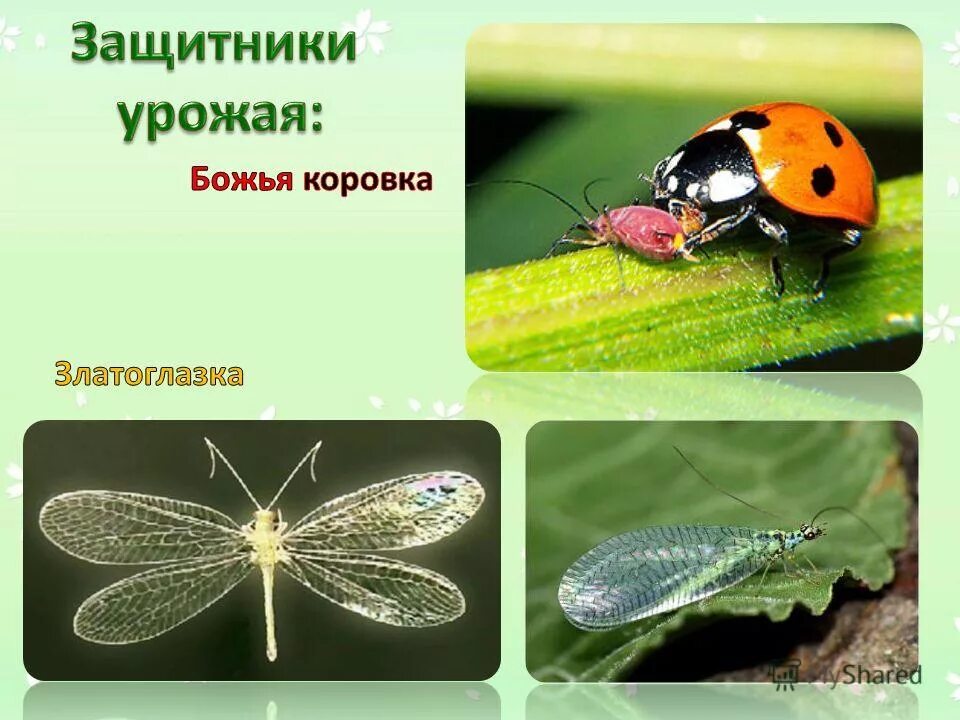 Незаметные защитники урожая. Животные защитники сада. защитники урожая 4 класс. незаметные защитники урожая жужелица.