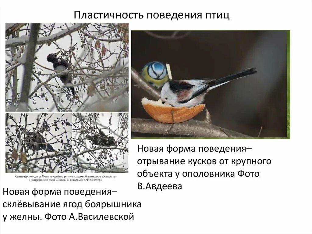 Формы поведения птиц. Поведение птиц презентация. Инстинктивное поведение птиц. Поведение птиц летом.
