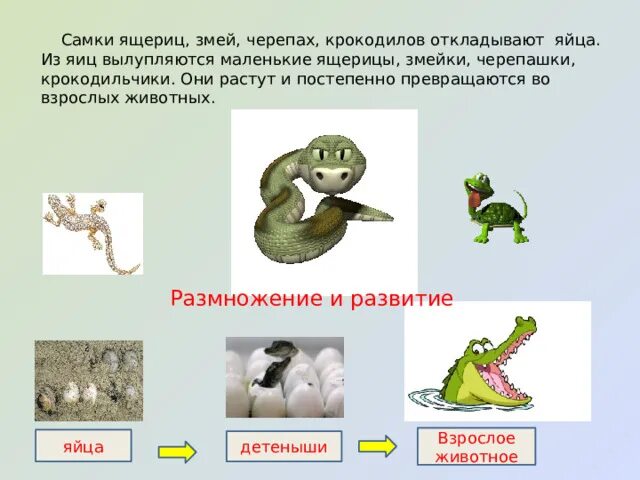 Зубы ящерицы змеи черепахи крокодила. Представители змей, ящериц,черепах,крокодилов. таблица ящерицы змеи черепахи крокодилы. место обитания ящериц змей черепах крокодилов таблица. строение конечностей ящерицы змеи черепахи крокодила.