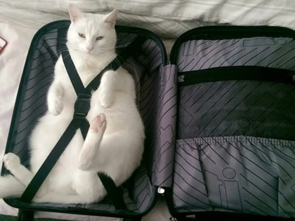 Now only cats will follow me