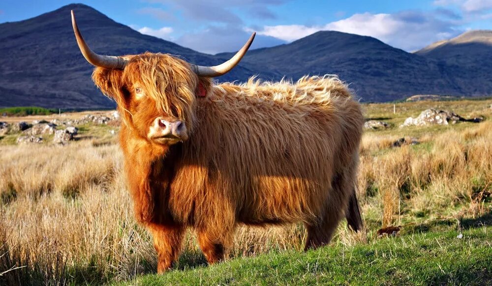 шерсть быка. шерсть быка. шерсть быка. шотландская высокогорная корова - хайленд. шерсть быка.