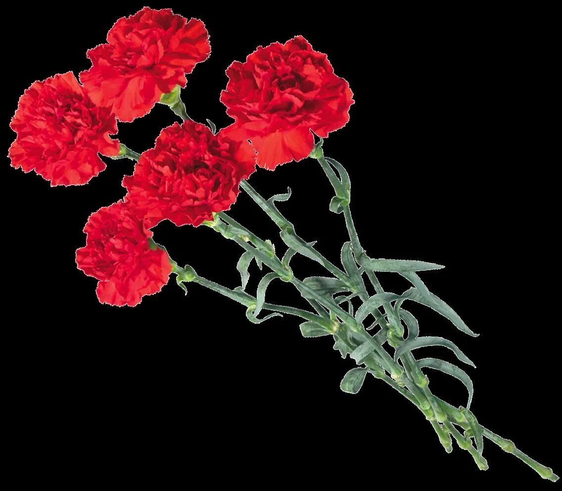 как выполнить звуко буквенный анализ слова. гвоздика армериевидная. анализ слова по звукам. гвоздика цветок. гвоздики фонетический.