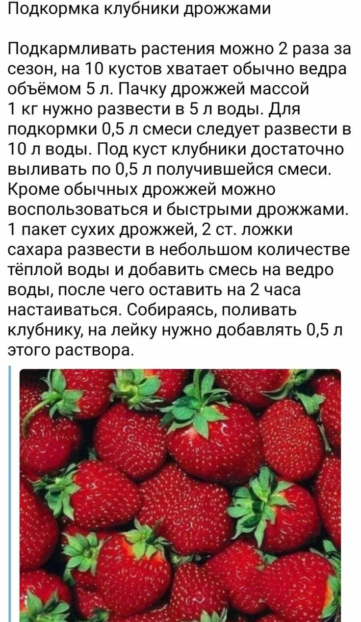 Дрожжи клубнике можно. Описание клубники. Удобрение для клубники весной. Клубника удобренная дрожжами. Чем подкормить клубнику.