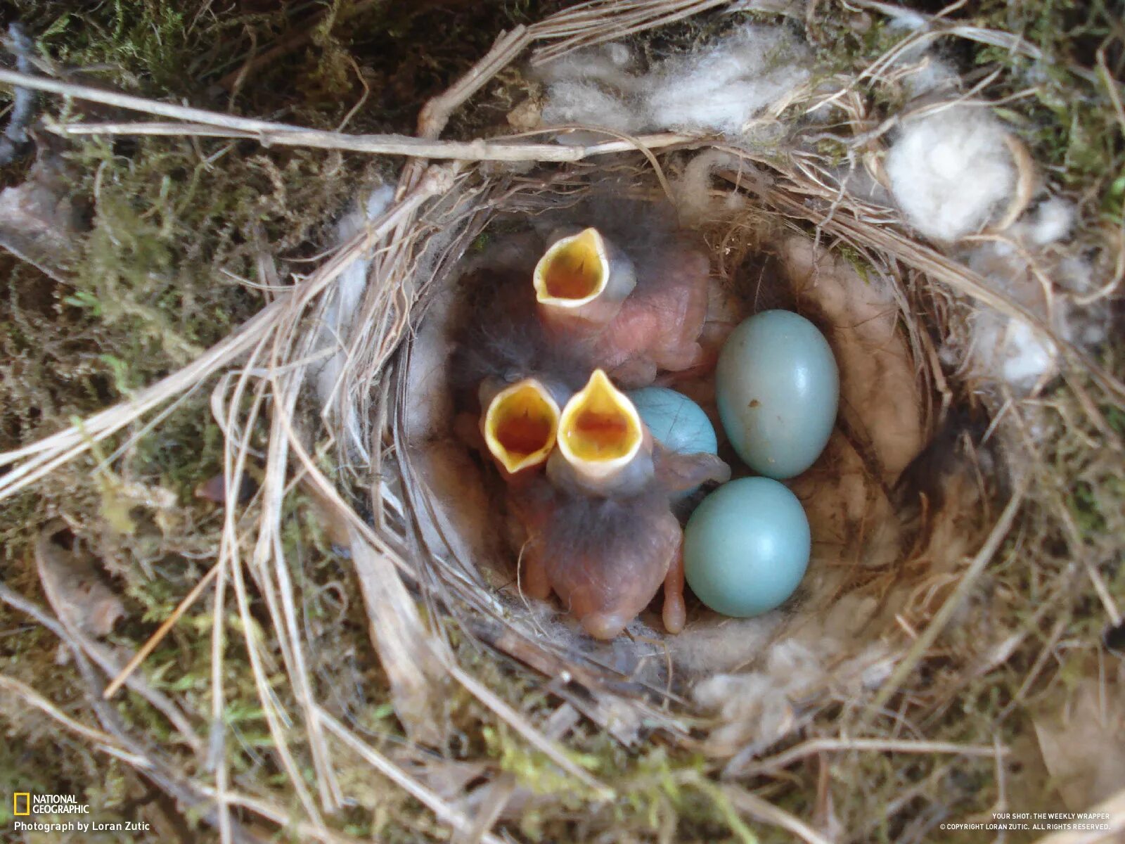 Яйцо и птенцы горихвостки. Гнездо горихвостки. Горихвостка гнездо и яйца. Горихвостка птичка в гнезде.