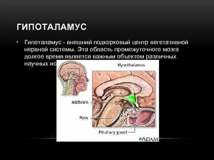 Гипоталамус центр вегетативной нервной системы