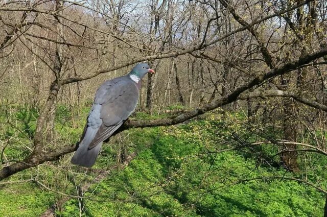 Птицы Ставропольского Края С Названиями Зимой (45 Фото)