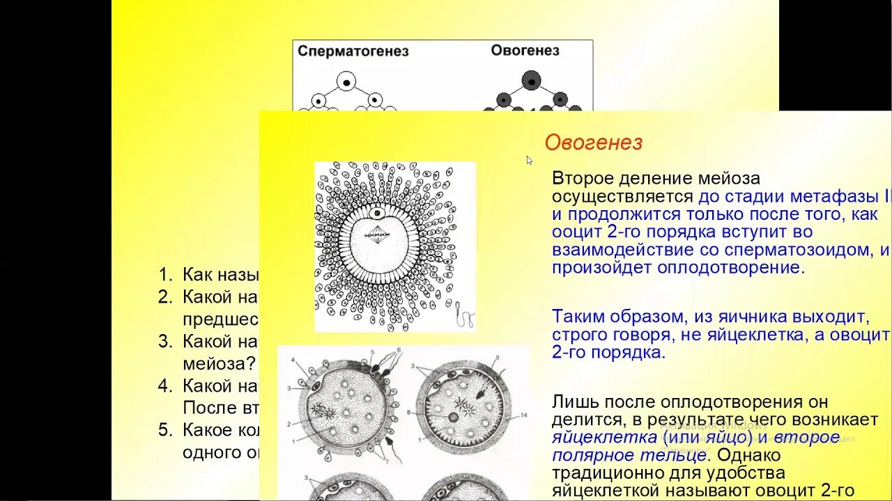 Ооцит на стадии анафазы 2. Овогенез и оплодотворение. Овогенез яйцеклетки. Второе мейотическое деление яйцеклетки.