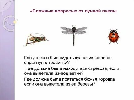Насекомые отвечают на вопрос что