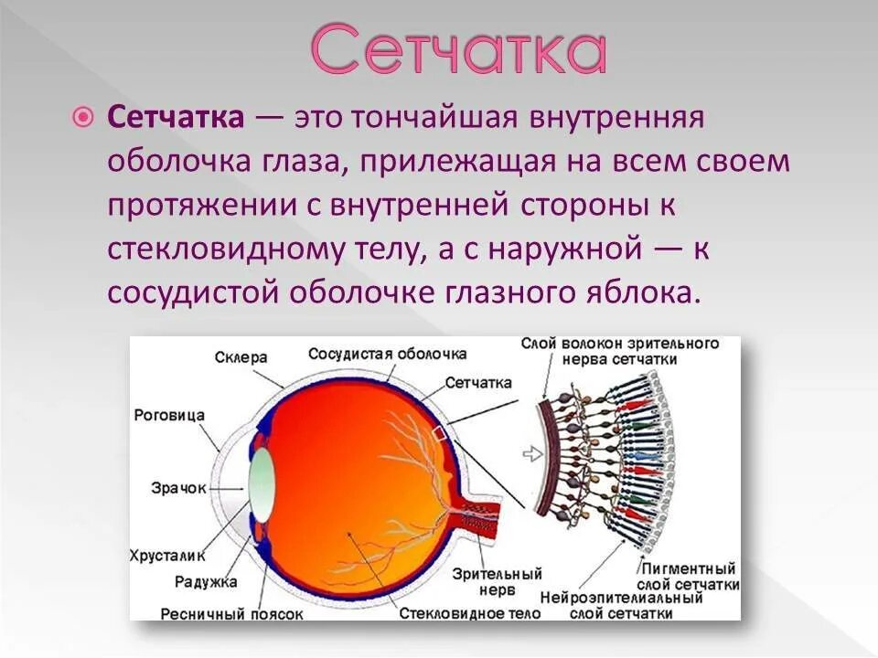 Регулирует количество света проходящего в глаз. Сетчатка глаза строение и функции. Строение и функции сетчатки оболочки глаза. Оболочки глазного яблока сетчатка колбочки. Внутренняя оболочка сетчатка.