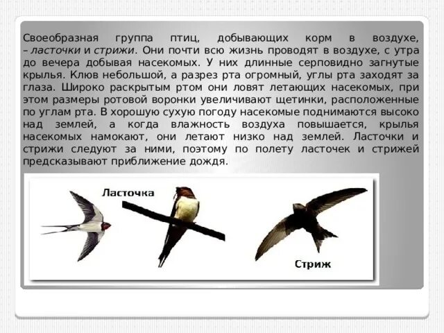 От чего стрижи стали беспокоиться почему. Отличие ласточек от Стрижей 2 класс окружающий мир. Отличия ласточки и стрижа окружающий мир 2 класс. Ласточки и Стрижи сходства и различия 2. Различия ласточки и стрижа 2 класс.