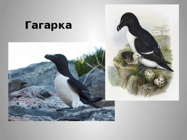 Сообщение о гагарке