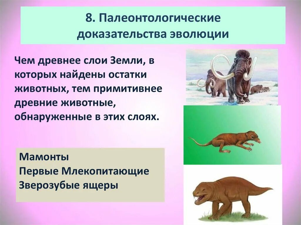 Примеры эволюции живых организмов. Палеонтологические док ва эволюции. Палеонтологические свидетельства эволюции кратко. Палеонтологические жокозательств аэволюции. Палеонтологические доказательства эволюции суть доказательства.