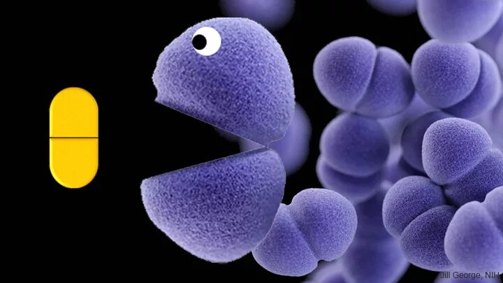 Enterococcus l3. Enterococcus бактерии. энтерококки. фекалис. энтерококки как выглядят.