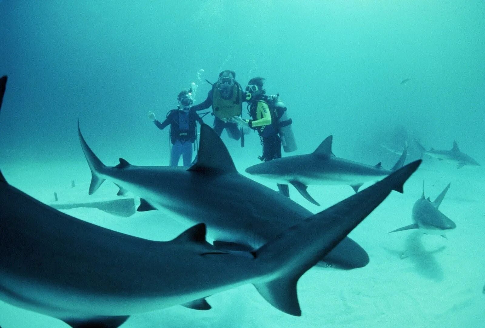 Есть ли акулы в египте. Акулы Средиземного моря Турция. Рифовая акула Шарм Эль Шейх. Китовая акула Шарм-Эль-Шейх.