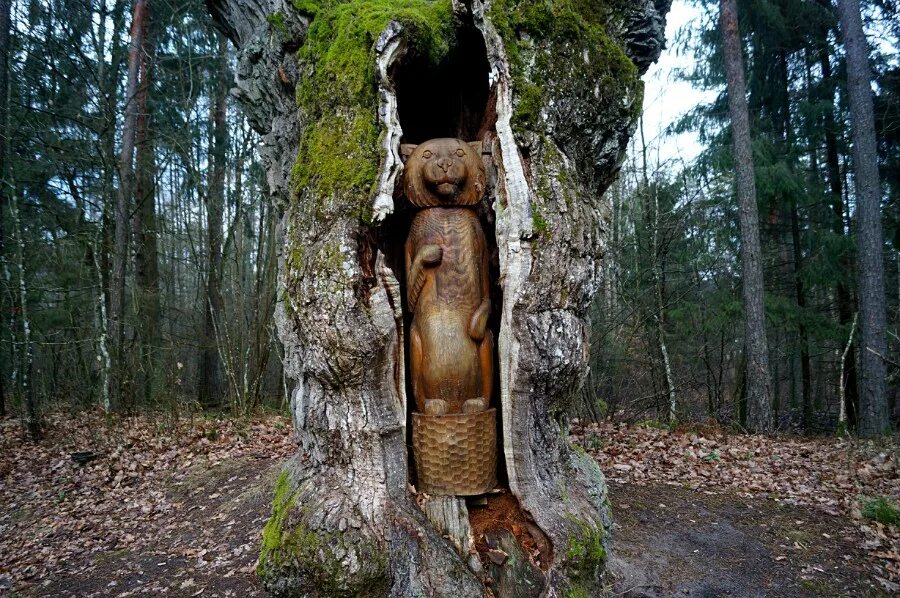 дуб патриарх беловежская пуща. дуб отшельник. беловежская пуща дуб черешчатый. беловежская пуща деревья. деревья великаны в беловежской пуще.