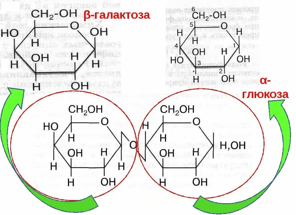 Строение Глюкозы и галактозы. Альфа галактоза. Лактоза в глюкозу и галактозу. Бета галактоза формула.