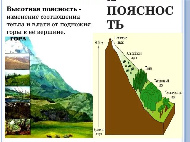 Почему смена природных условий в горах. Высотная поясность в горах кавказа. высотная полостнгстт от поднодия к вершине. высотная поясность гималаев. высотная поясность это в географии 6 класс.