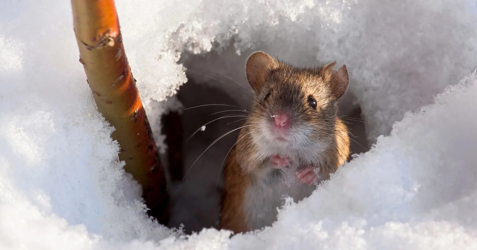 Мышь в снегу. Хомяк в снегу. Мышка на снегу. Полевка мышь полевка зимой. Полевка зимой.