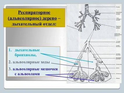 Особенности альвеол