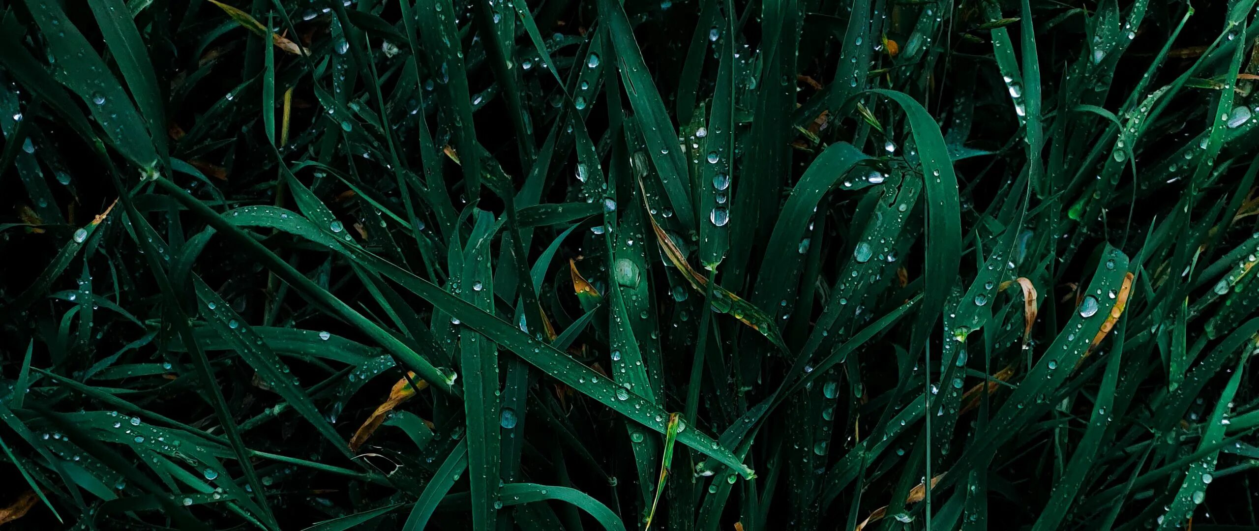 Grass desktop code. Grass desktop code