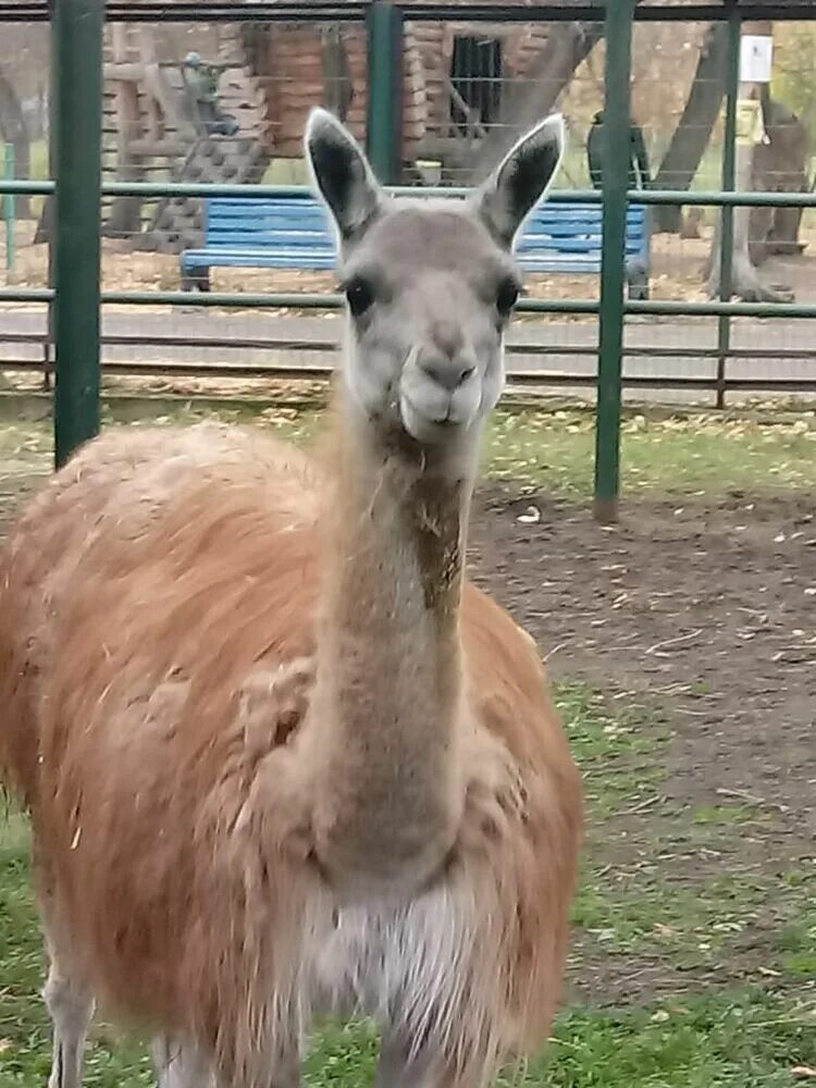 Зоопарк в большеречье омской. Большереченский государственный зоопарк. Зоопарк большеречье. Зоопарк в большеречье омской. Зоопарк в большеречье омской.