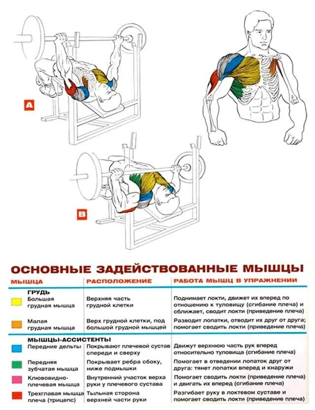 Жим гантели лежа схема. Жим штанги лежа в наклоне вниз. Схема прокачки грудных мышц. Схема прокачки грудных мышц гантелями.