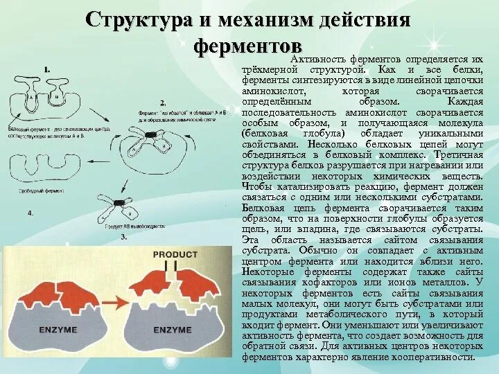 Белки ферменты синтезируются в. Строение и механизм действия ферментов. Структура ферментов. Какая структура у белков ферментов. Строение свойства и механизм действия ферментов.