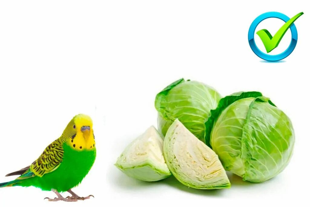 Фрукты волнистому попугаю. Рацион волнистого попугая. Волнистый попугайчик. Фрукты для волнистых попугаев. Волнистый попугай какие фрукты и овощи.